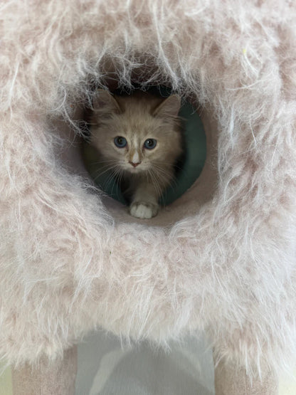 2 Meters Luxury Alpaca-Fabric Cat Tunnels & Cat Trees – Premium Pet Furniture